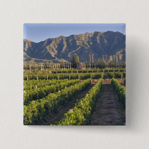 Cabernet Sauvignon vines in Huailai Rongchen 15 Cm Square Badge