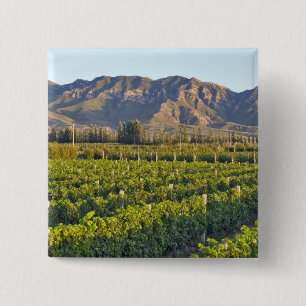 Cabernet Sauvignon vines in Huailai Rongchen 2 15 Cm Square Badge