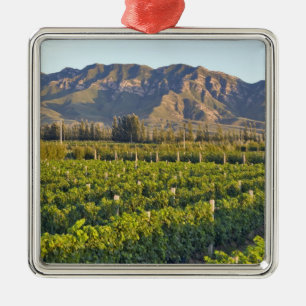 Cabernet Sauvignon vines in Huailai Rongchen 2 Metal Ornament