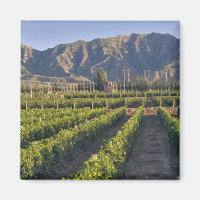 Cabernet Sauvignon vines in Huailai Rongchen