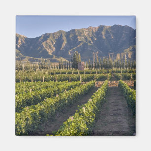 Cabernet Sauvignon vines in Huailai Rongchen Magnet