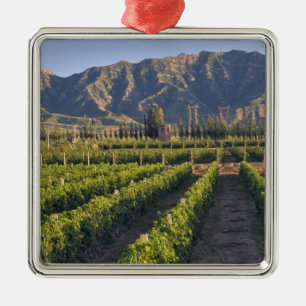 Cabernet Sauvignon vines in Huailai Rongchen Metal Ornament
