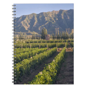 Cabernet Sauvignon vines in Huailai Rongchen Notebook
