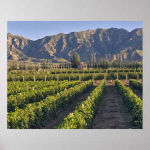 Cabernet Sauvignon vines in Huailai Rongchen Poster