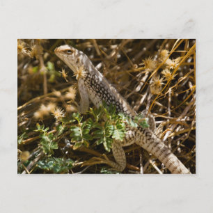 Cabo Lizzard 2 Postcard