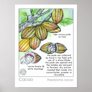 Cacao Cocoa Bean Chocolate Plant Herb Poster