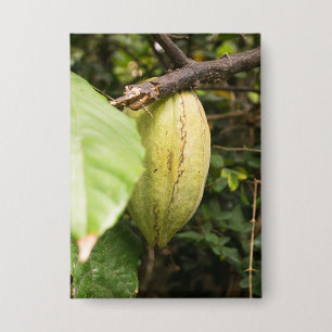 cacao pod