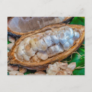 Cacao pod postcard