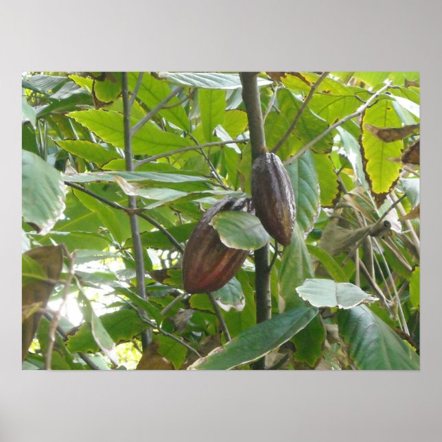 Cacao Tree Poster (Front)