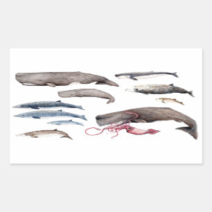 Cachalote and zifios: Whales of the depths Rectangular Sticker