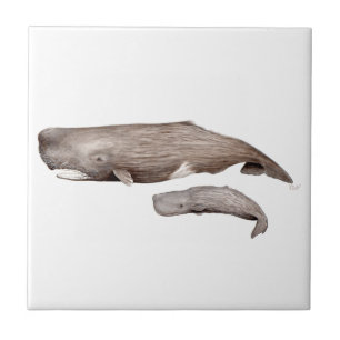 Cachalote, mother and young tile