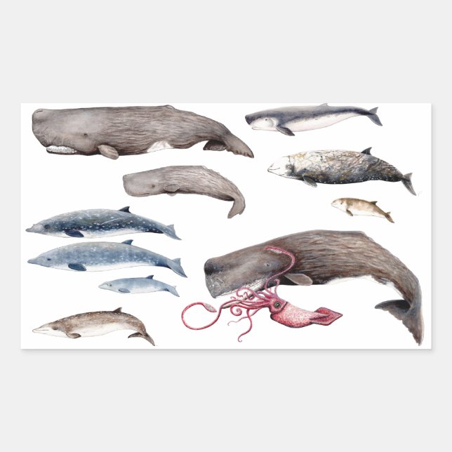 Cache and Zippers: Deep Whales Rectangular Sticker (Front)