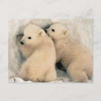 Cachorros of Oso Polar