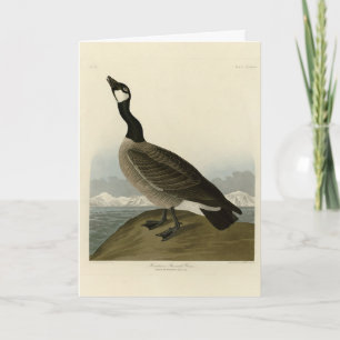 Cackling Goose from Audubon's Birds of America Card