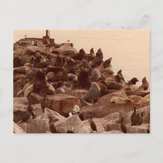 cacophany of sea postcard