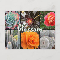 Cacti and roses photography collage blossom quote