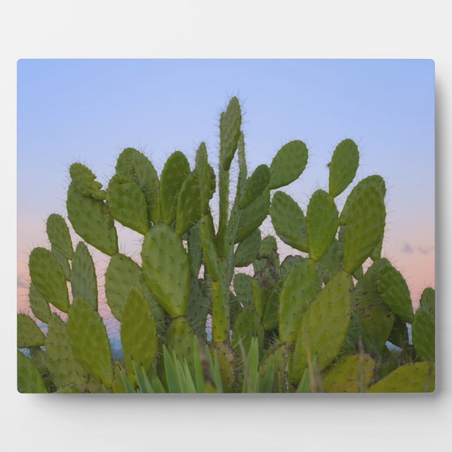 Cacti and sisal in Dry Forest Plaque (Front)