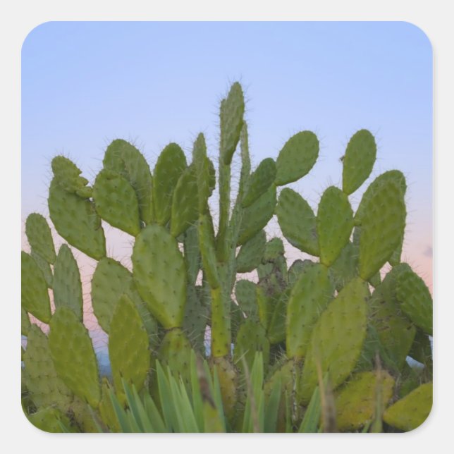 Cacti and sisal in Dry Forest Square Sticker (Front)