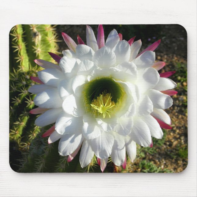 Cacti Bloom Mouse Pad (Front)