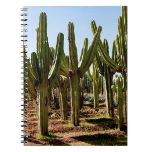Cacti garden. Green tall cacti and succulents grow Notebook