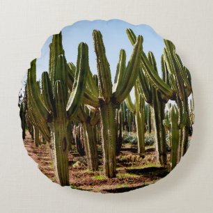 Cacti garden. Green tall cacti and succulents grow Round Cushion
