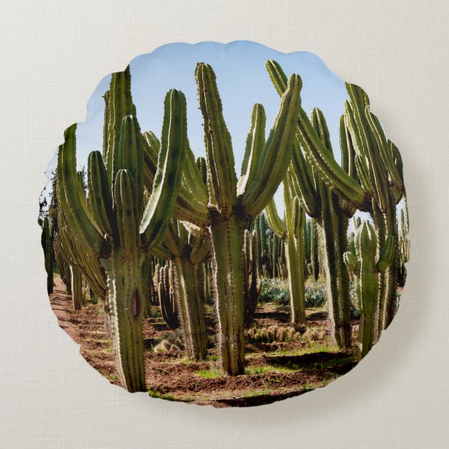 Cacti garden. Green tall cacti and succulents grow Round Cushion (Front)