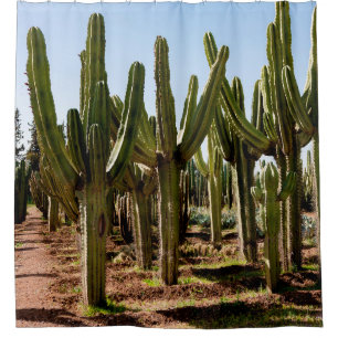 Cacti garden. Green tall cacti and succulents grow Shower Curtain