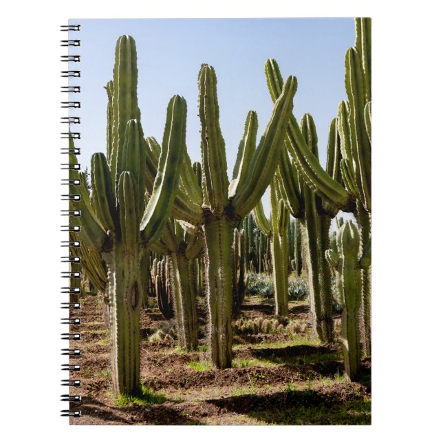 Cacti garden, tropical desert landscape. notebook (Front)