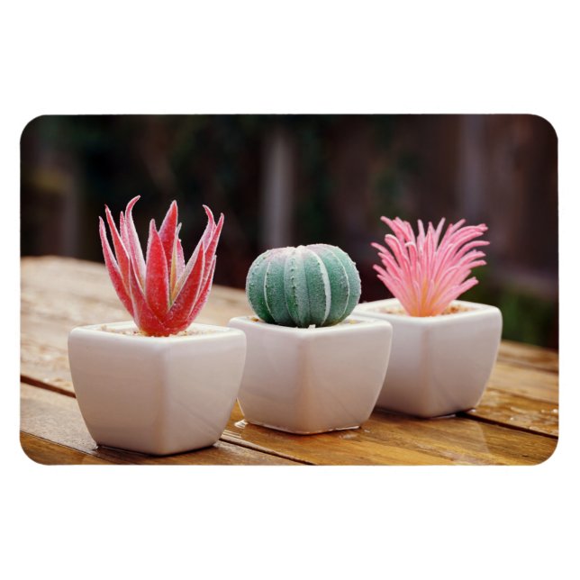Cacti Magnet (Horizontal)