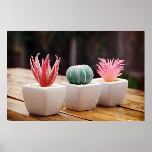 Cacti Poster