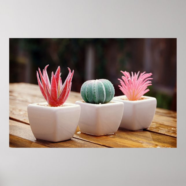 Cacti Poster (Front)