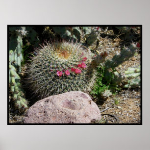 Cacti Poster