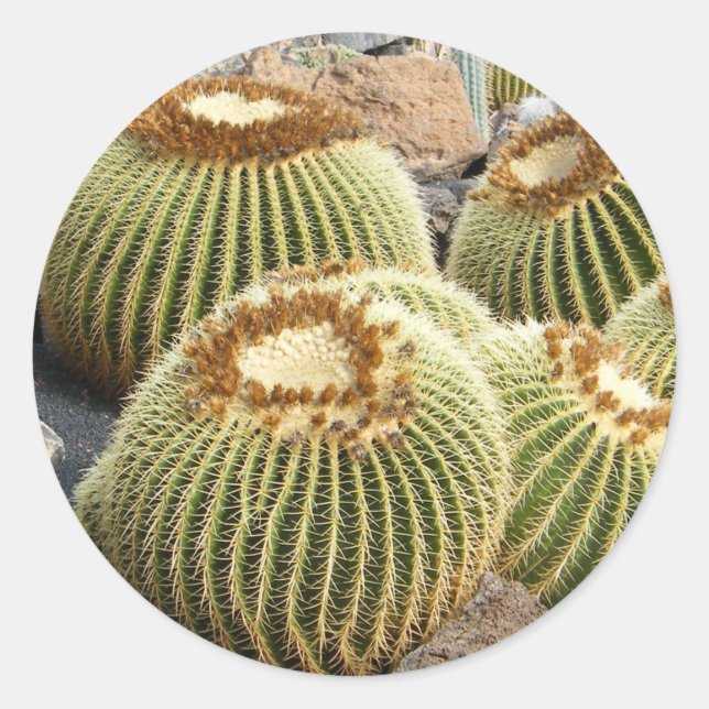 Cacti stickers (Front)