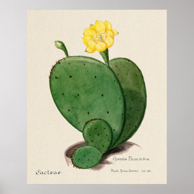 Cactus 3 poster (Front)