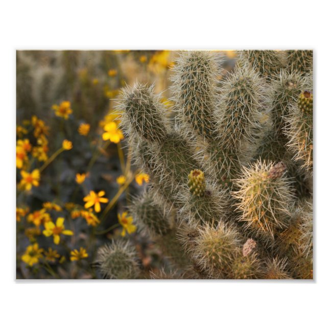 Cactus and Wildflowers Photo Print (Front)