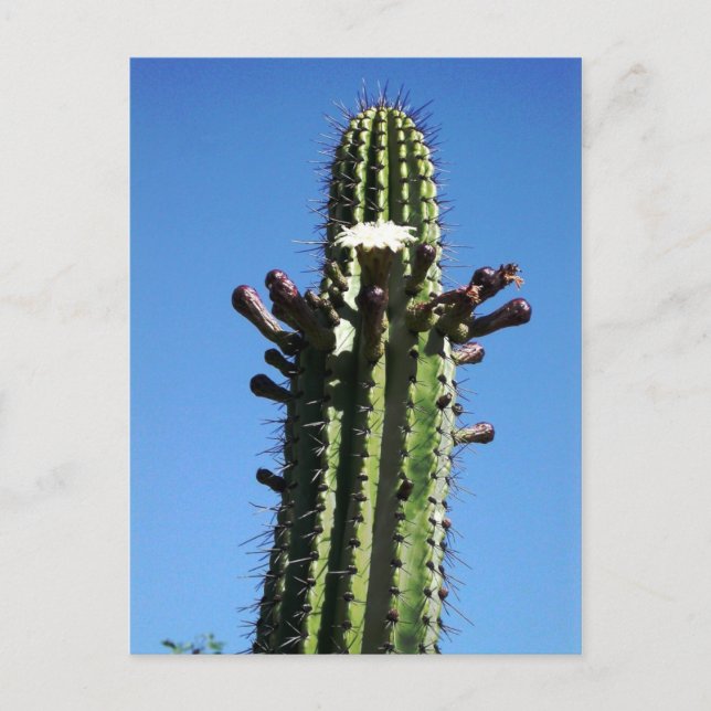 Cactus, Batopilas, Copper Canyon, Mexico Postcard (Front)