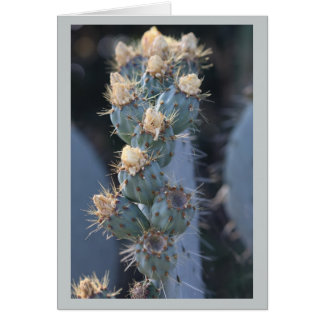 cactus bloom