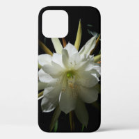 Cactus Bloom
