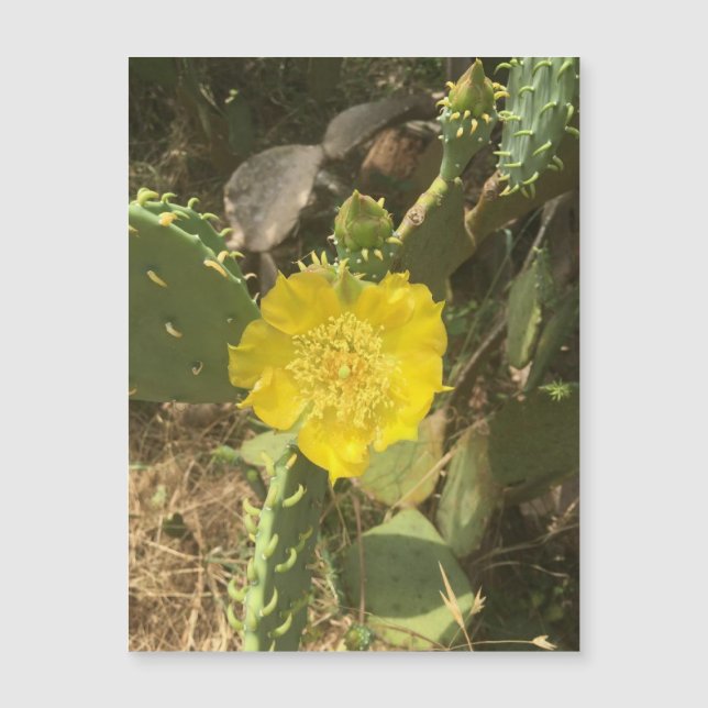 Cactus Bloom Magnet (Front)