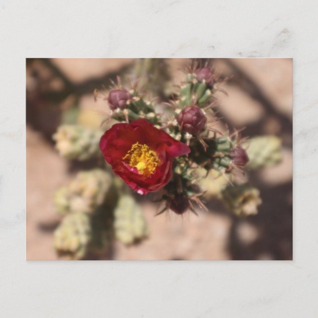 Cactus Bloom Postcard (Front)