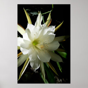 Cactus Bloom Poster