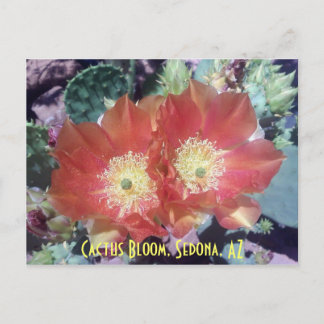 Cactus Bloom, Sedona, AZ Postcard