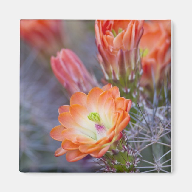Cactus blooms in orange magnet (Front)