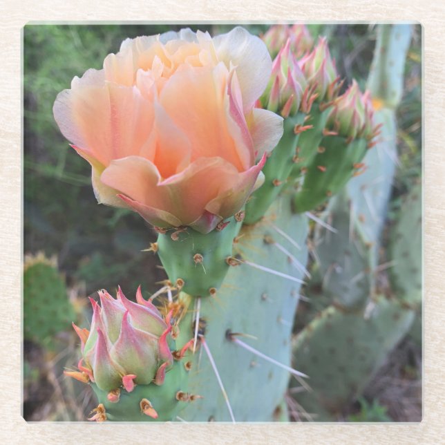 Cactus Blooms Pale Pink Desert Flowers Photo Glass Coaster (Front)