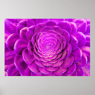 Cactus blossom design poster