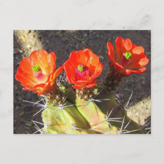 Cactus Blossoms Postcard
