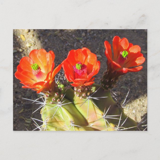 Cactus Blossoms Postcard (Front)