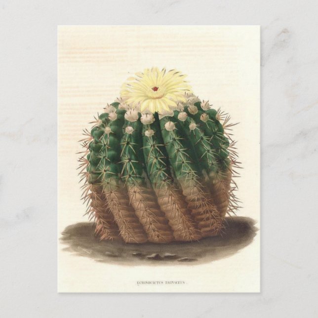 Cactus Botanical Illustration from 1841 Postcard (Front)