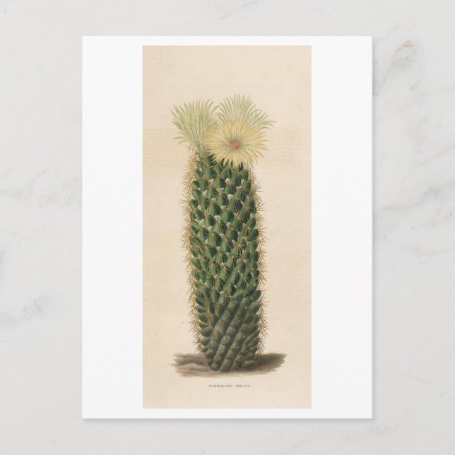 Cactus Botanical Illustration from 1841 Postcard (Front)