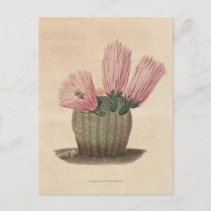 Cactus Botanical Illustration from 1841 Postcard